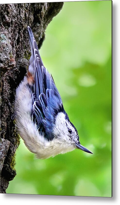 Nuthatch Metal Print featuring the photograph White Breasted Nuthatch by Christina Rollo