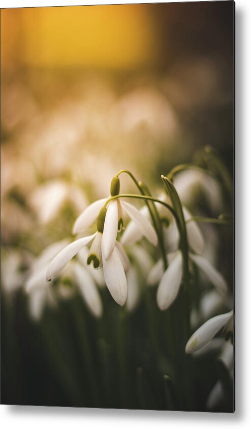 Europe Metal Print featuring the photograph White common snowdrop - prank of nature by Vaclav Sonnek