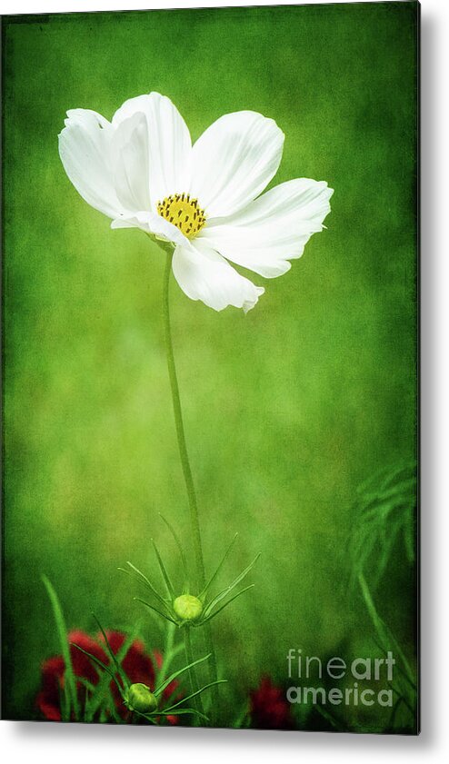 Cosmos Metal Print featuring the photograph White Cosmos Portrait by Anita Pollak