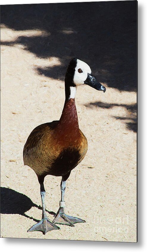 White-faced Whistling Duck Metal Print featuring the digital art White-Faced Whistling Duck by Elisabeth Lucas