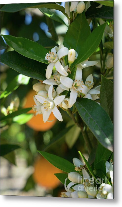 Orange Blossom Metal Print featuring the photograph White orange blossoms and leaves in spring by Adriana Mueller