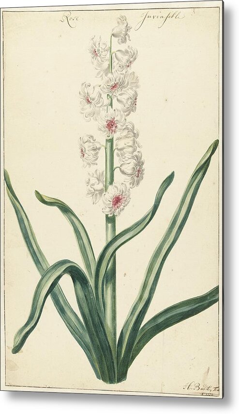 Vintage Metal Print featuring the painting White hyacinth, Hendrik Budde, 1720 by MotionAge Designs