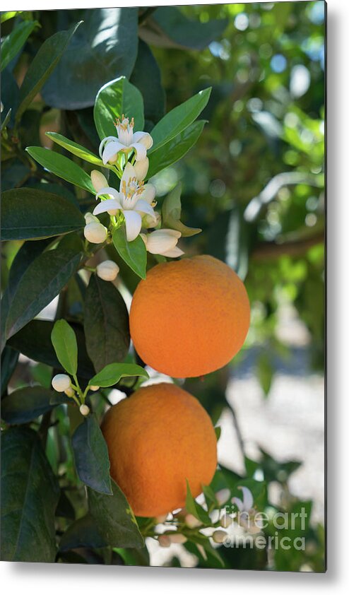 Orange Blossom Metal Print featuring the photograph White orange blossom, fruits and floral beauty in the mediterranean sunlight by Adriana Mueller