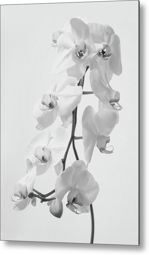 Orchids Metal Print featuring the photograph White Orchids by Gina Cinardo