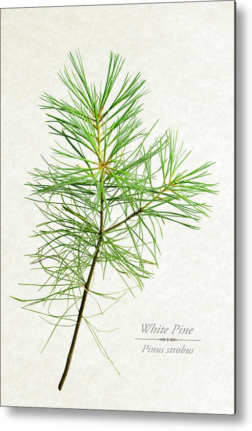 White Pine Metal Print featuring the mixed media White Pine by Christina Rollo
