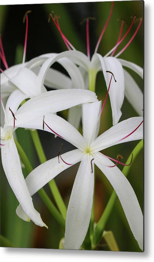 White Metal Print featuring the photograph White Spider Lily by Mary Anne Delgado