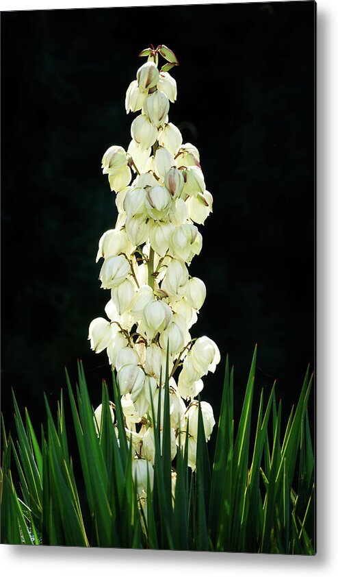 Attractive Metal Print featuring the photograph White yucca glowing in the dark by Jean-Luc Farges