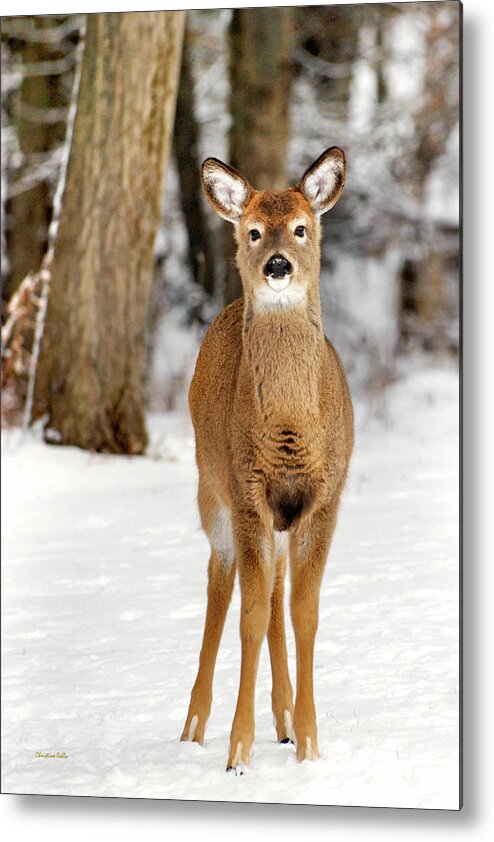 Deer Metal Print featuring the photograph Whitetail in Snow by Christina Rollo