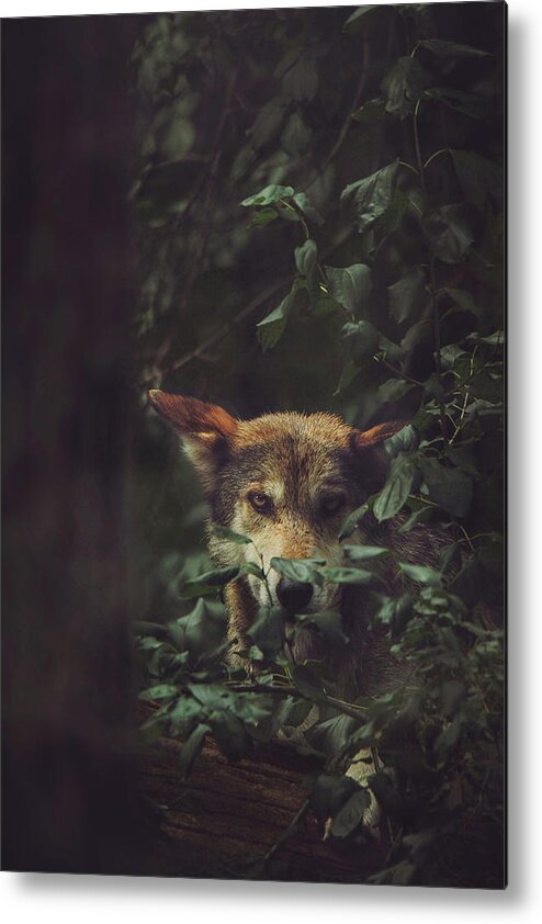 Who's Afraid Of The Big Bad Wolf Metal Print featuring the photograph Who's Afraid of the Big Bad Wolf by Carrie Ann Grippo-Pike