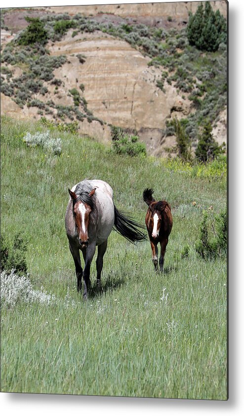 Wild Horse Metal Print featuring the photograph Wild Horses 12A by Sally Fuller