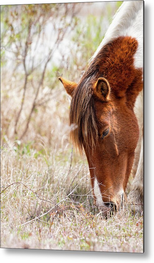 Pinto Horse Metal Print featuring the photograph Wild Pinto - Spotted Horse by Rehna George