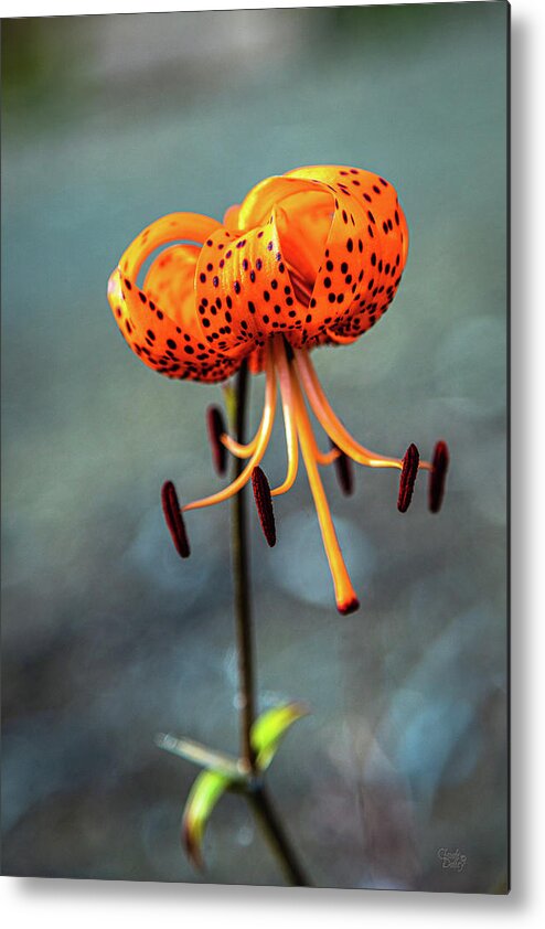 Flowers Metal Print featuring the photograph Wild Tiger Lily by Claude Dalley