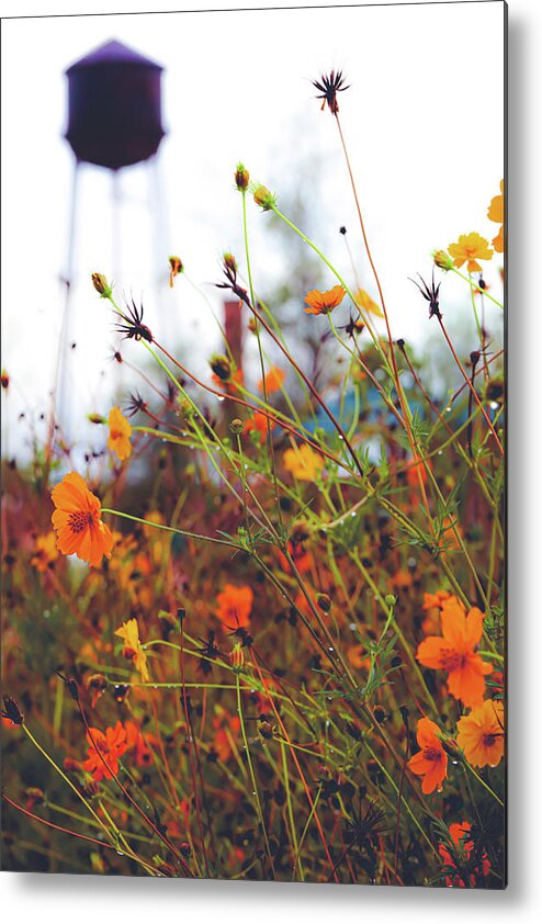 Mountain Metal Print featuring the photograph Wildflower Medley by Go and Flow Photos