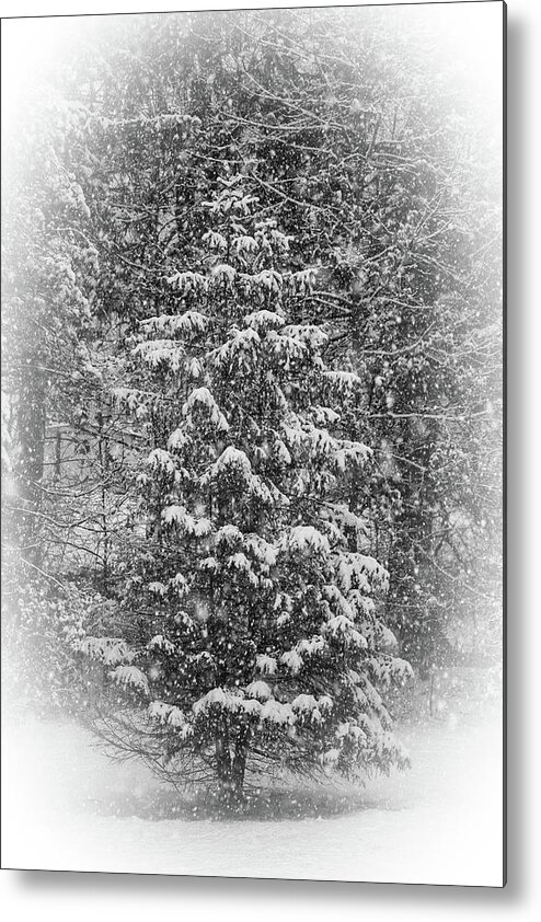 Black And White Metal Print featuring the photograph Winter Greeting Card by Scott Burd