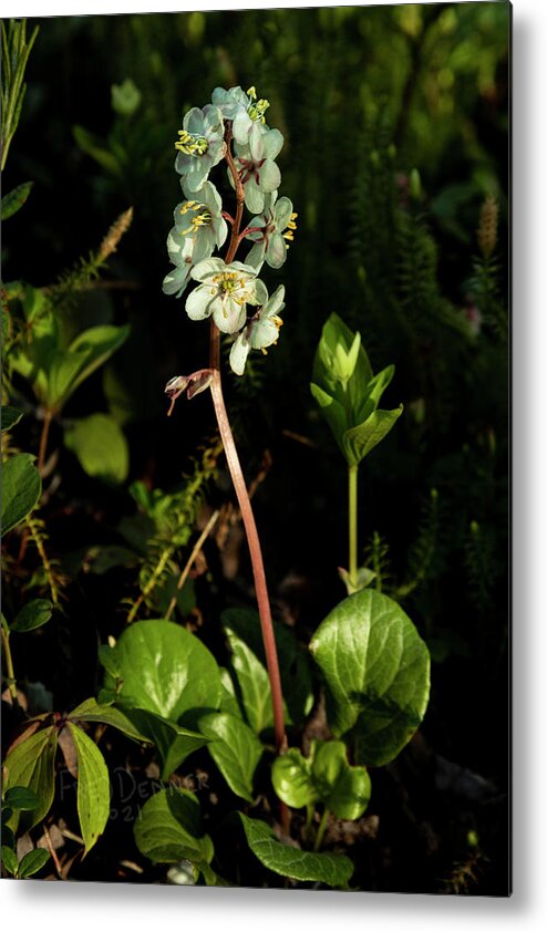 Alaska Metal Print featuring the photograph Wintergreen by Fred Denner