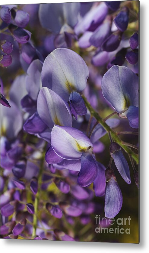 Acanthaceae Metal Print featuring the photograph Wisteria Grace by Joy Watson