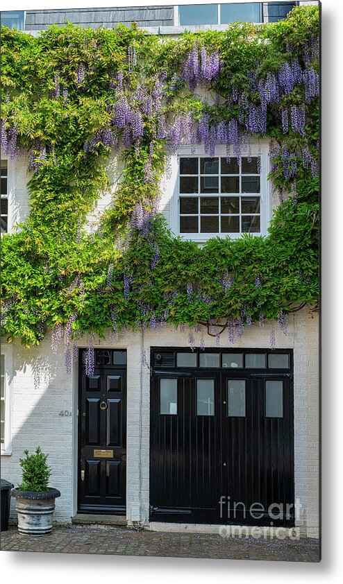Wisteria Metal Print featuring the photograph Wisteria in Queens Gate Mews South Kensington London by Tim Gainey