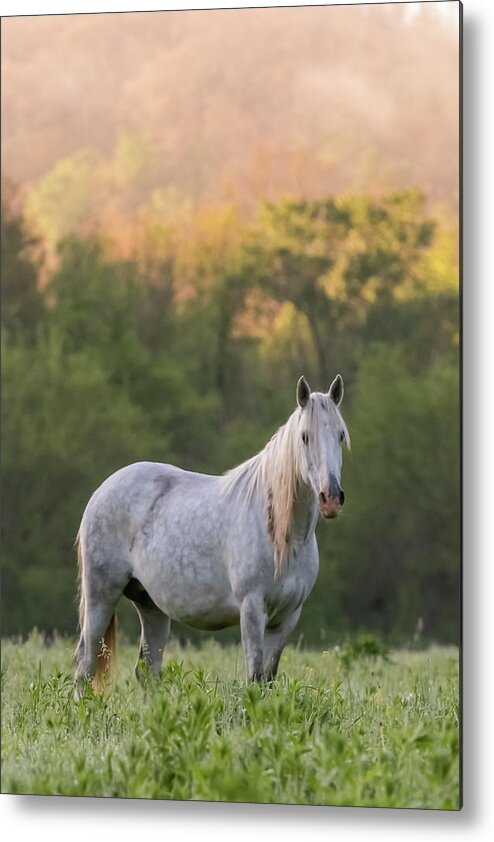 Wild Horse Metal Print featuring the photograph With the Spirit of the Wild by Holly Ross