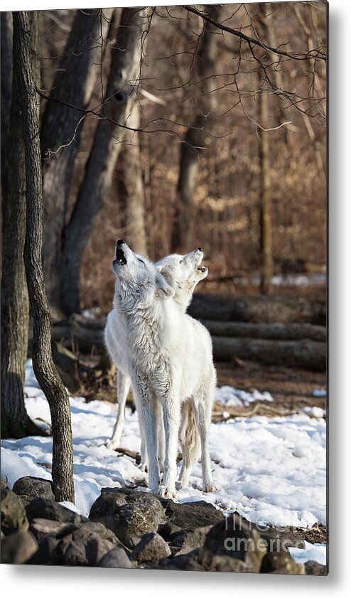 Winter Metal Print featuring the photograph Wolf song by Rehna George