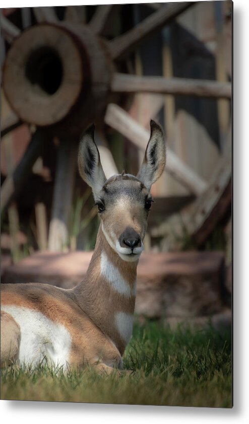  Metal Print featuring the photograph Wyoming Pronghorn by Laura Terriere