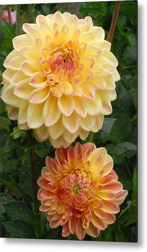 Dahlia Metal Print featuring the photograph Yellow and Orange Dahlias 2 by Amy Fose