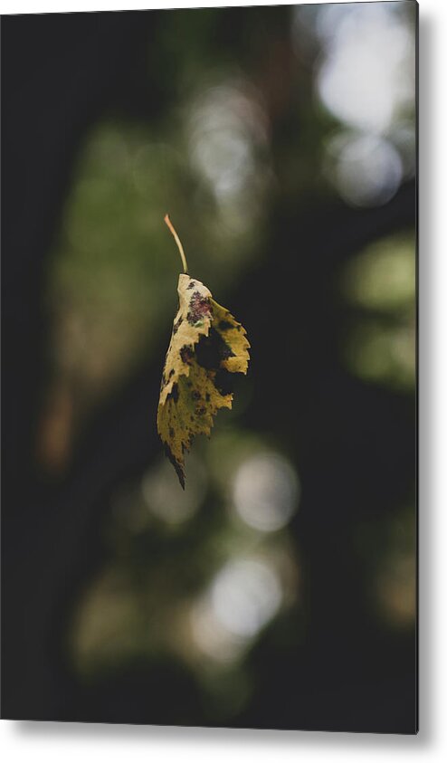 Abstract Metal Print featuring the photograph Yellow Autumnal Leaf Suspended in midair by Scott Lyons