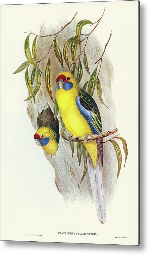 Yellow-bellied Parakeet Metal Print featuring the drawing Yellow-bellied Parakeet, Platycercus flaviventris by John Gould