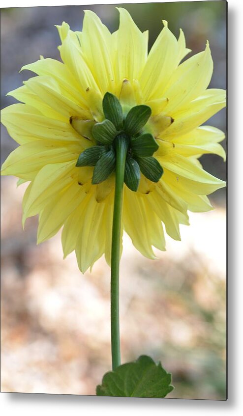 Dahlia Metal Print featuring the photograph Yellow Dahlia Silhouette by Amy Fose