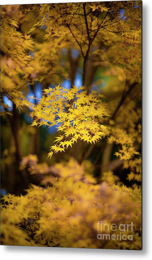 Nada Mas Photography By Marco Crupi Metal Print featuring the photograph Yellow gold by Marco Crupi