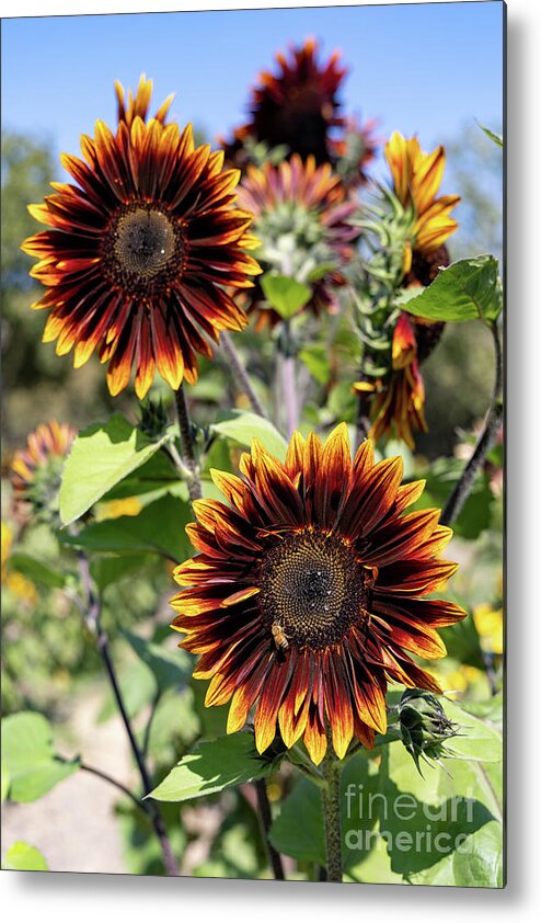 Sunflower Metal Print featuring the photograph Yellow Orange Brown Fall Sunflowers by Vivian Krug Cotton