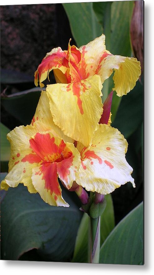 Flower Metal Print featuring the photograph Yellow Orange Iris by Valerie Ornstein