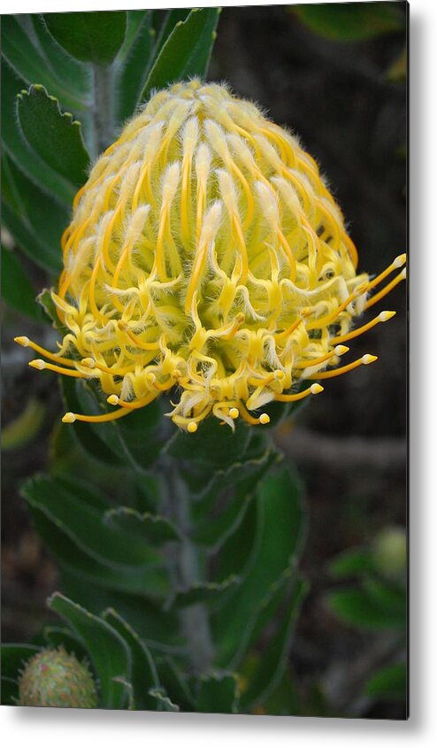 Kula Botanical Gardens Metal Print featuring the photograph Yellow Pincushion Protea 2 by Amy Fose