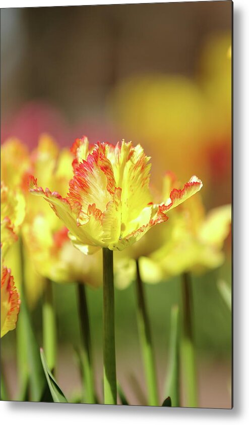 Nature Metal Print featuring the photograph You Light Up My Life by Lens Art Photography By Larry Trager