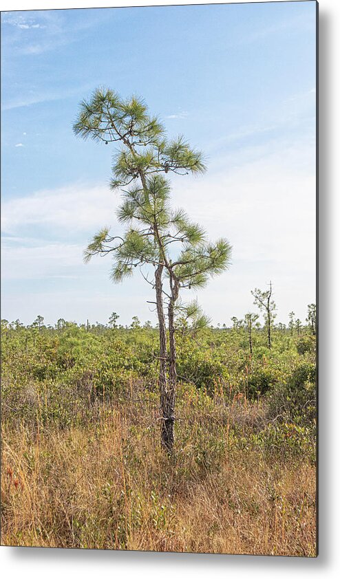 Pine Metal Print featuring the photograph Young Pine Tree in the Croatan National Forest by Bob Decker