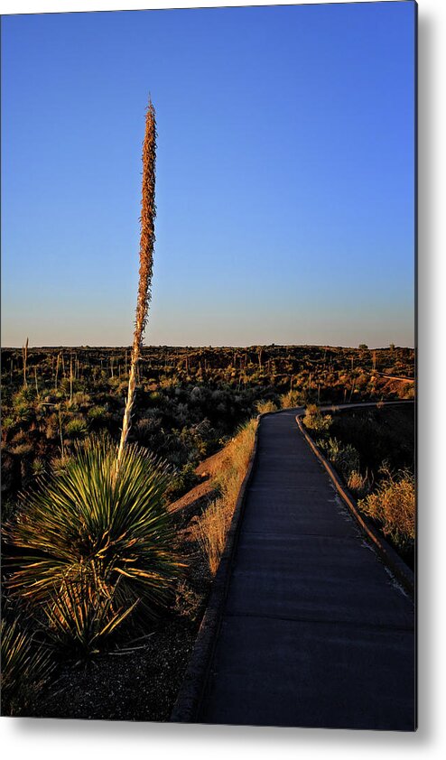 Valley Of The Fires Metal Print featuring the photograph Yucca by the Path by George Taylor