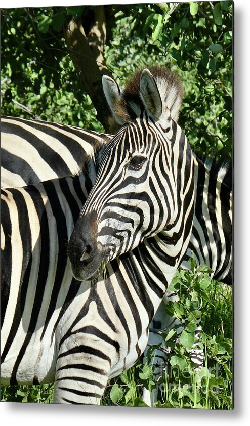 Zebra Metal Print featuring the photograph Zzzzzebras by Wendy Golden