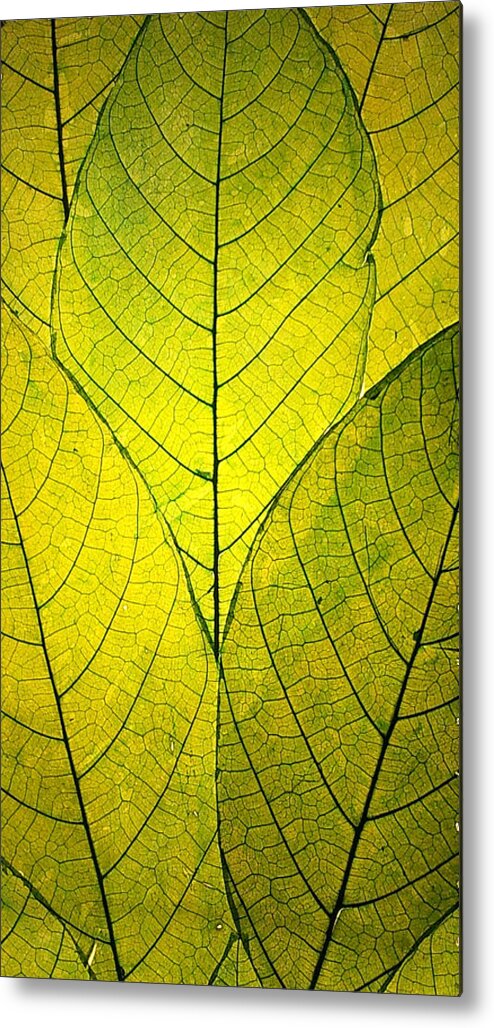 Pattern Metal Print featuring the photograph Every Leaf a Flower by Robin Dickinson