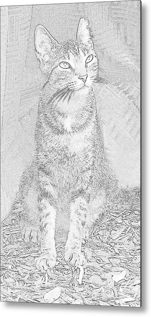 Cat Metal Print featuring the photograph Feral Cat Ms.Kit Contemplates a Squirrel by Strangefire Art    Scylla Liscombe