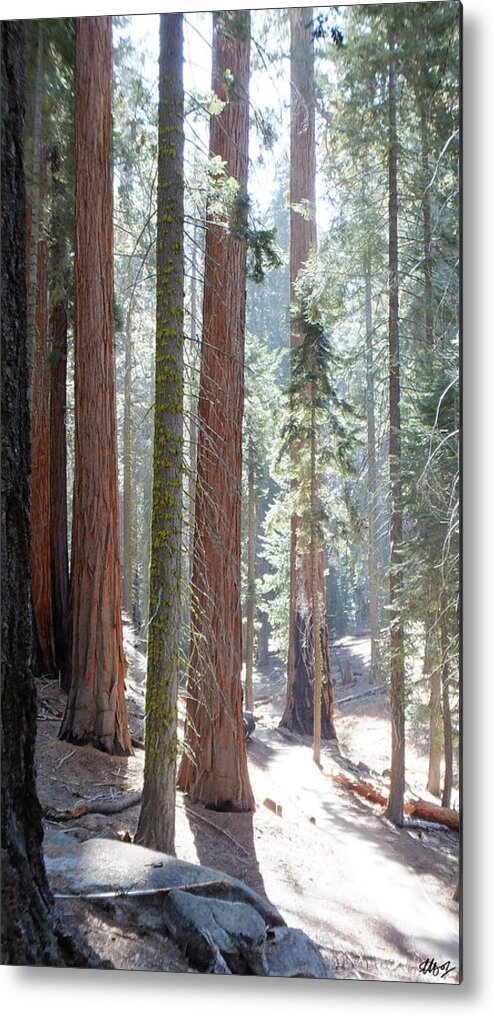 Forests Metal Print featuring the photograph Forest Gump by Laura Hol Art