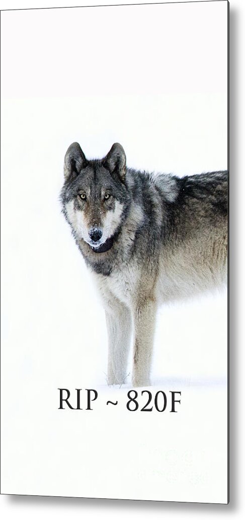 Gray Wolf Metal Print featuring the photograph Rip 820f by Deby Dixon