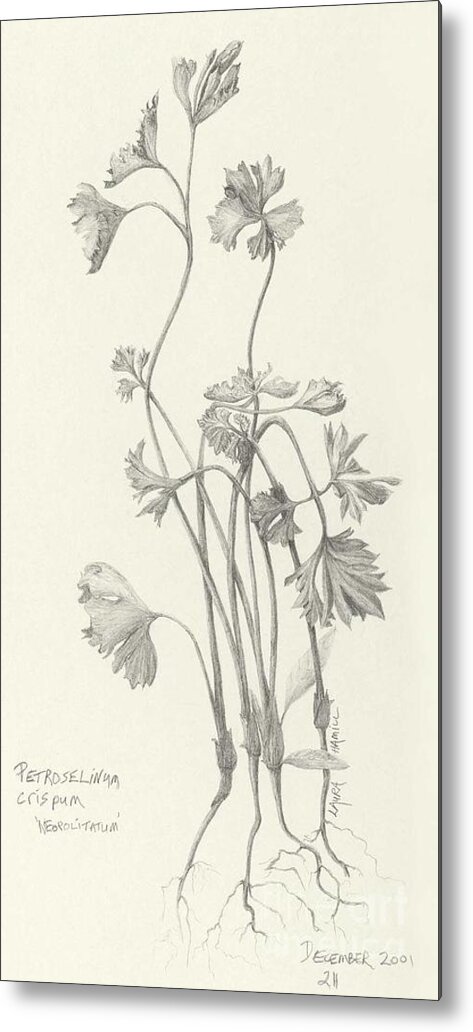Botanical Metal Print featuring the drawing Three Herbs - Parsley by Laura Hamill