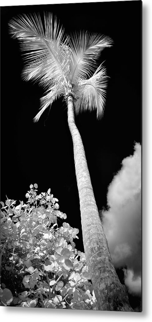 St. John Metal Print featuring the photograph Tropical Palm St. John by Luke Moore