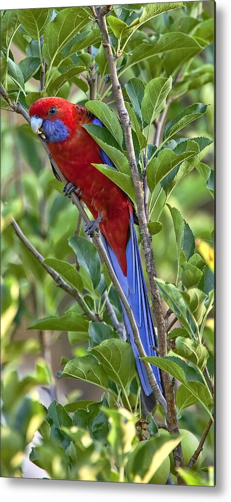 Australian Birds Metal Print featuring the photograph Crimson Rosella by Paul Svensen