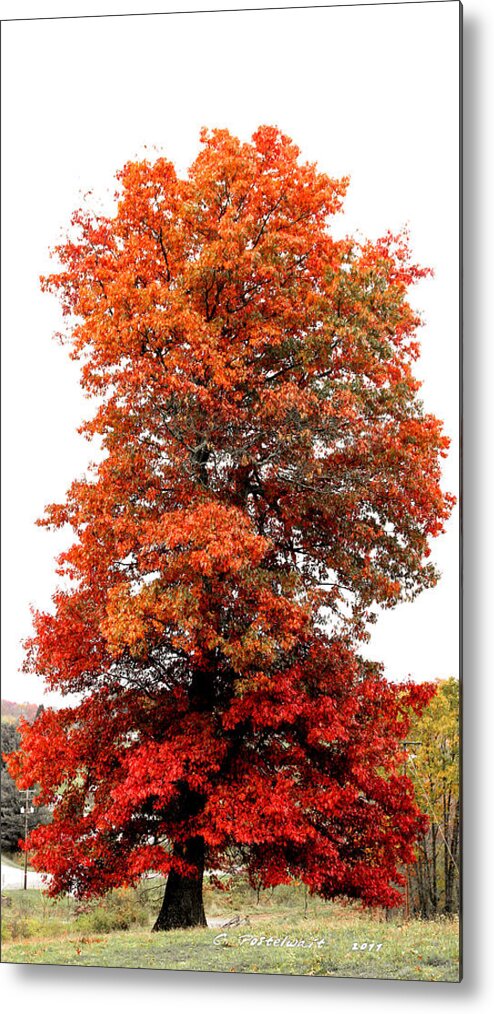 Autumn Metal Print featuring the photograph Webster County Foliage by Carolyn Postelwait