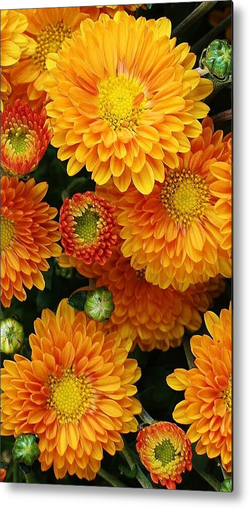 Flora Metal Print featuring the photograph A Touch of Autumn by Bruce Bley