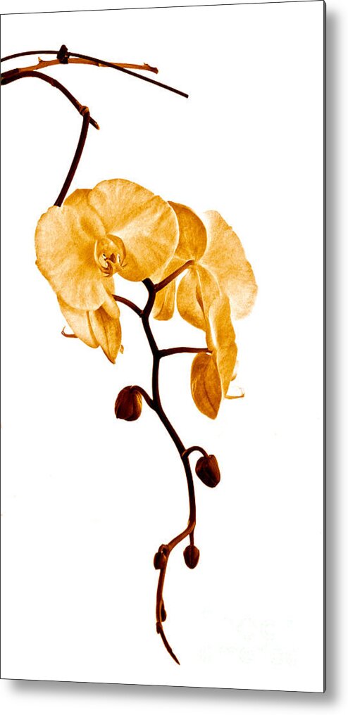 Orchid Metal Print featuring the photograph An Orchid's Perfume by Gwyn Newcombe