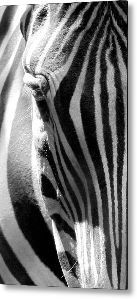 Zebra Metal Print featuring the photograph Blink by Lori Lafargue