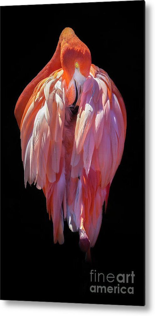 Black Background Metal Print featuring the photograph Flamingo Centered by Liesl Walsh