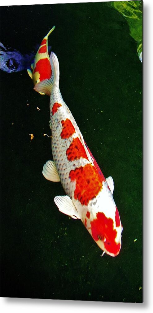 Kcsd Metal Print featuring the photograph KCSD Koi A 2016 by Phyllis Spoor