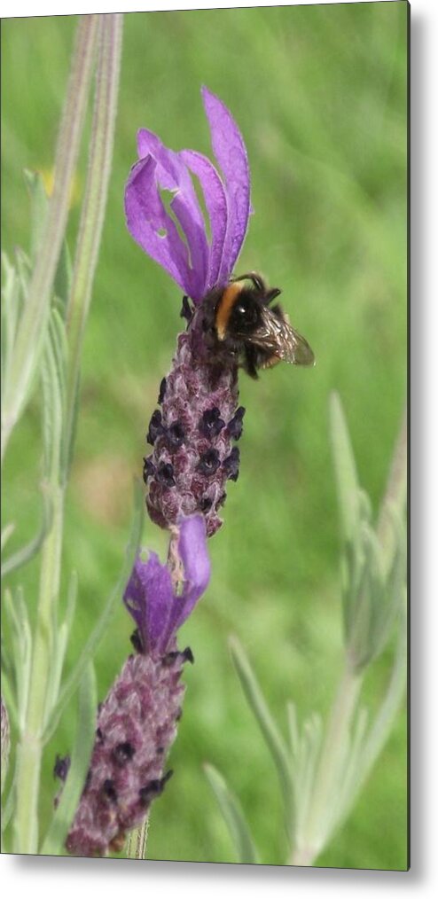 Lavender Metal Print featuring the photograph Lavender Bumble by Marimba Powley